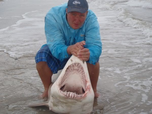 sc_shark